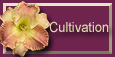 button link to articles on daylily cultivation