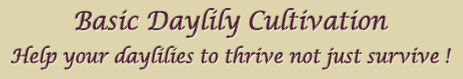 Header: Basic Daylily Cultivation