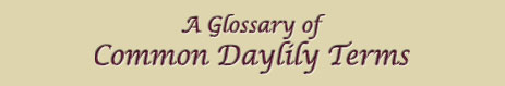 Header: A Glossary of Daylily Terms