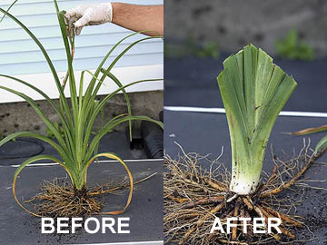 When Do Cut Day Lillies 