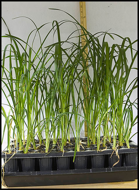 007_Daylily_Seedlings_7_weeks