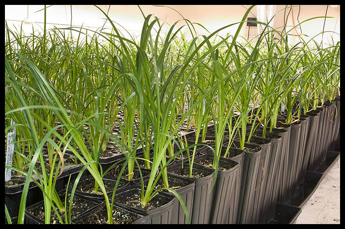 008_Daylily_Seedling_in_Tree_Pots