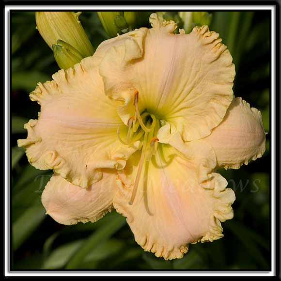 Daylily-Blissful-Moment-995