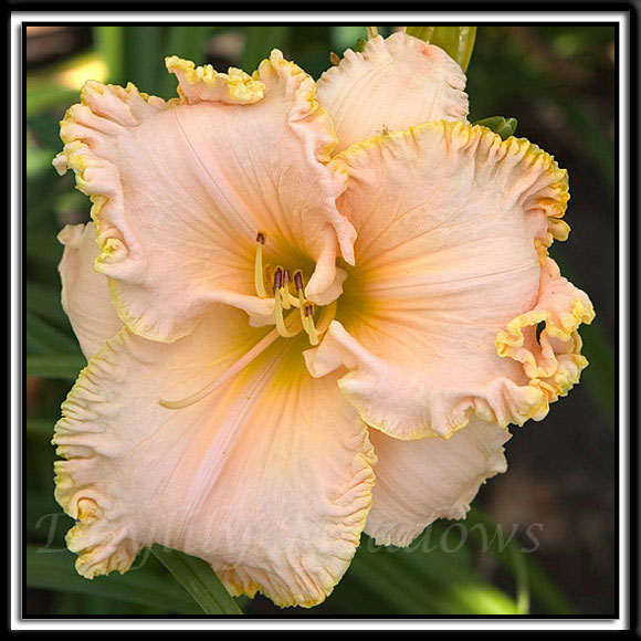 Daylily-Champagne-Socialite-036