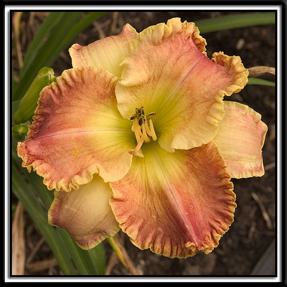 Daylily-Party-Dance-373