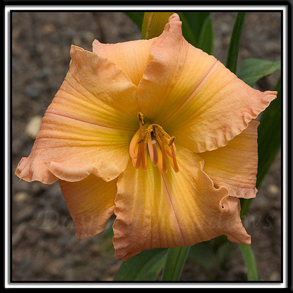 Daylily-Passionate-Peach-379