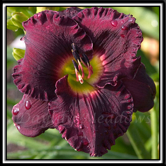 Daylily-Starless-Night-355