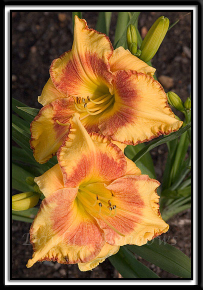 Daylily-Stout-And-Stippled-1067